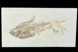 Bargain, Diplomystus Fossil Fish - Wyoming #88541-1